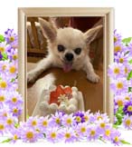 ガブちゃんの追悼写真（犬の火葬）