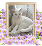 キキちゃんの追悼写真（猫の火葬）