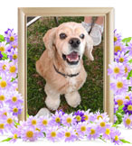 犬の火葬(キャップ)