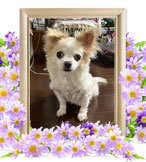 ペットの火葬(キャメロン)