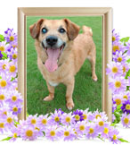 ペット火葬(クジラ)