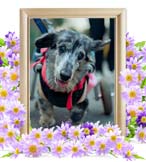 クッキーちゃんの追悼写真（犬の火葬）