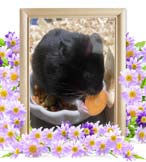 クマ太郎ちゃんの追悼写真（小動物の火葬）
