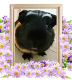 クレちゃんの追悼写真