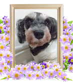 クレムちゃんの追悼写真（犬の火葬）