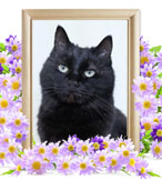 猫の火葬(クロエ)