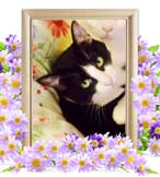 クロクロちゃんの追悼写真（猫の火葬）