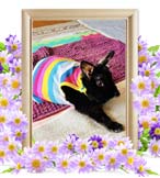 クーちゃんの追悼写真（小動物の火葬・埼玉県）