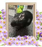 グラちゃんの追悼写真（小動物の火葬）