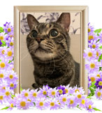 ペットの火葬(グー)