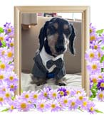 グートちゃんの追悼写真（犬の火葬）