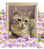 猫の火葬(ココ)