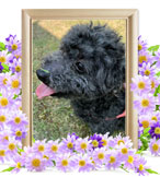 犬の火葬(ココ)