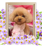 ココちゃんの追悼写真（犬の火葬）