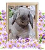 ココちゃんの追悼写真（小動物の火葬）