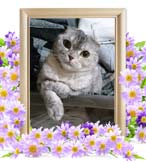 ココちゃんの追悼写真