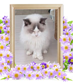 猫の火葬(ココア)