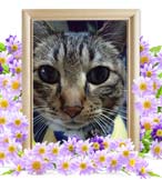 ココアちゃんの追悼写真（猫の火葬）