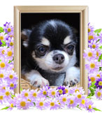 犬の火葬(ココナ)