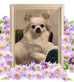 コタロウちゃんの追悼写真（犬の火葬）