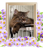 猫の火葬(コナン)