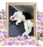 猫の火葬(コブタ)