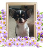 コユキちゃんの追悼写真（犬の火葬）