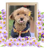 コロちゃんの追悼写真（犬の火葬）