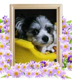 コロンちゃんの追悼写真（犬の火葬）