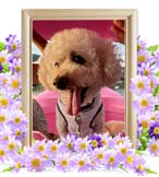 コロンちゃんの追悼写真（犬の火葬）