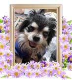 コロ助ちゃんの追悼写真（犬の火葬）