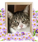 ペットの火葬(サバ)