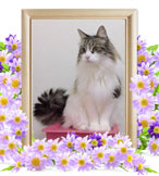 猫火葬(サンガ)