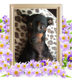 犬の火葬(シアン)