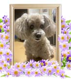 ジェリーちゃんの追悼写真（犬の火葬）