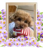シェリーちゃんの追悼写真（犬の火葬）