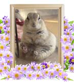 シェルちゃんの追悼写真（小動物の火葬・東京都）