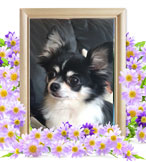 犬の火葬(シエル)