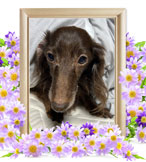 ペット火葬(シエル)