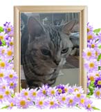 シエルちゃんの追悼写真（猫の火葬）