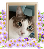 猫の火葬(シド)