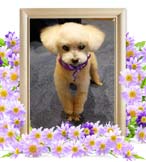 シフォンちゃんの追悼写真（犬の火葬）