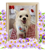 犬の火葬(ショコラ)