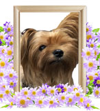 犬の火葬(ショコラ)