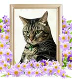 ショコラちゃんの追悼写真（猫の火葬）