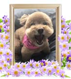 ショコラちゃんの追悼写真（犬の火葬・埼玉県）