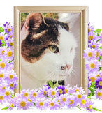 ペットの火葬(シロ)