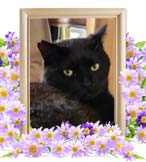 ジャイアンちゃんの追悼写真（猫の火葬）