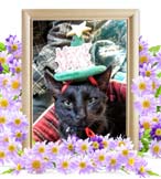 ジュジュちゃんの追悼写真（猫の火葬）