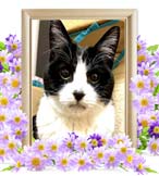 ジュニーちゃんの追悼写真